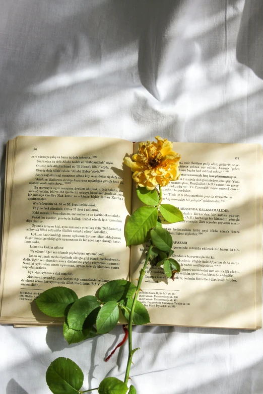 a flower growing on the end of an open book