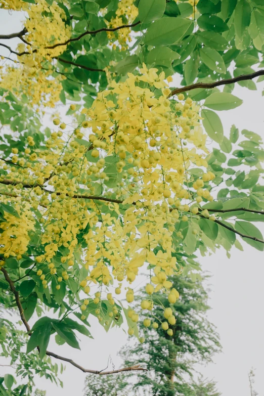 a tree filled with lots of yellow flowers