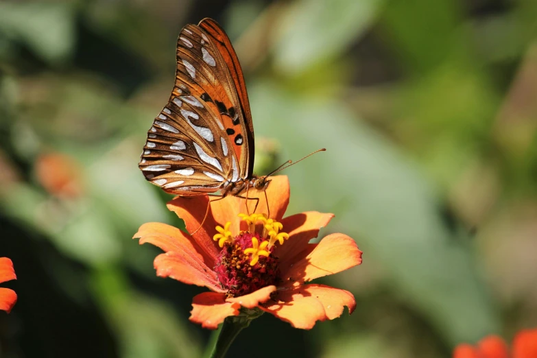 an orange and brown erfly sitting on top of an orange flower