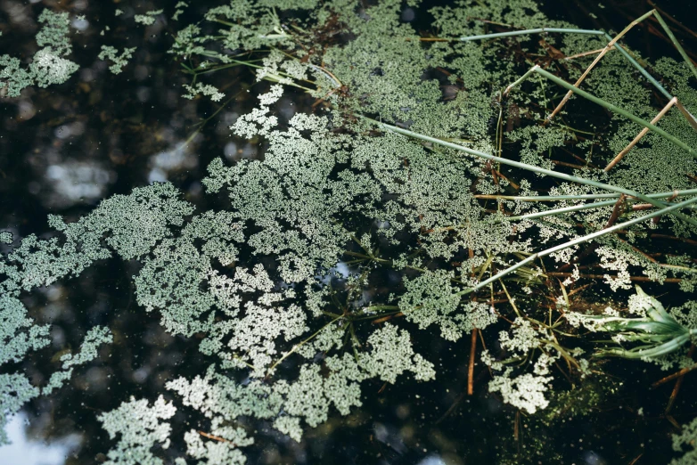 some very pretty green and white plants on the water