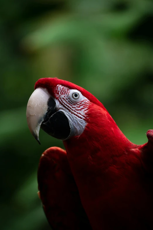 a red parrot looking at the camera while standing