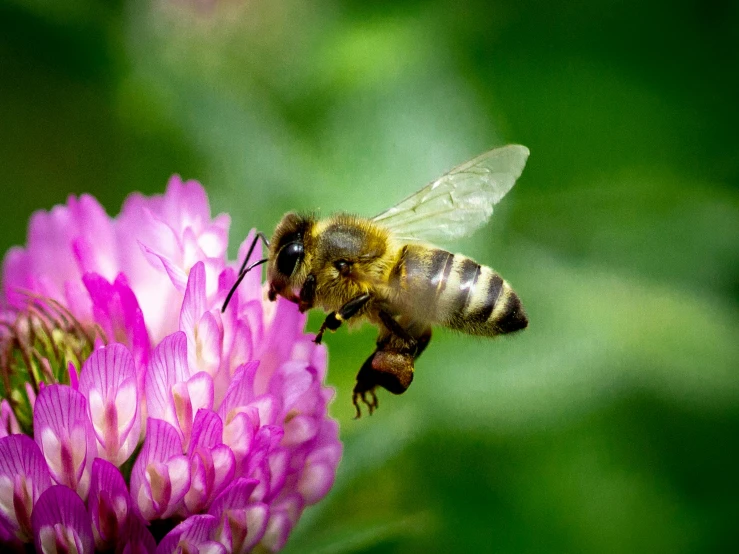 the bee is flying over the pink flower