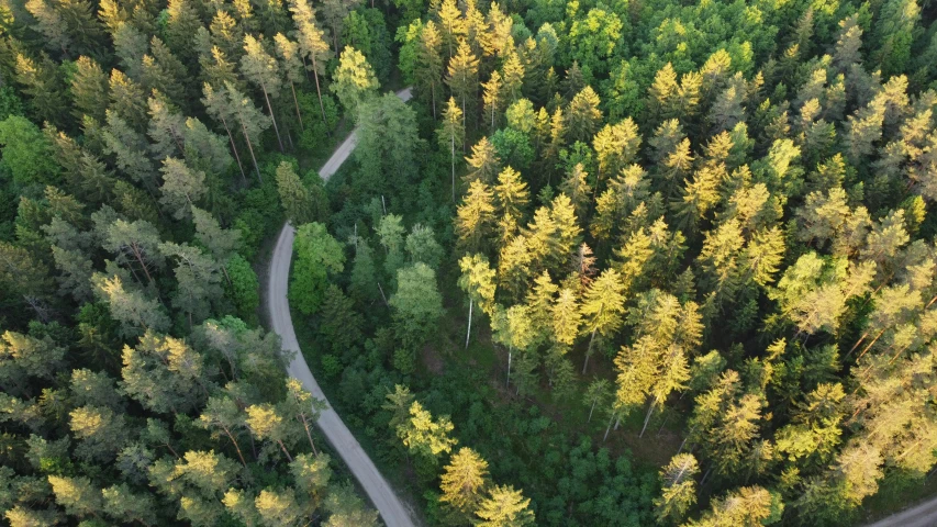 the road is winding through the woods that are heavily forested