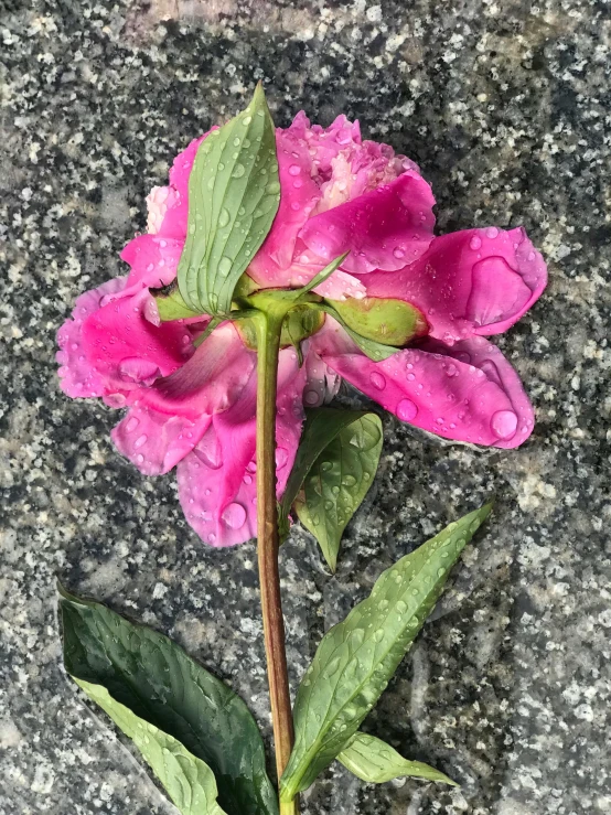 a flower with water drops on it sitting next to the ground