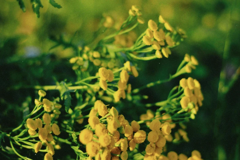 green and yellow flowers against the background