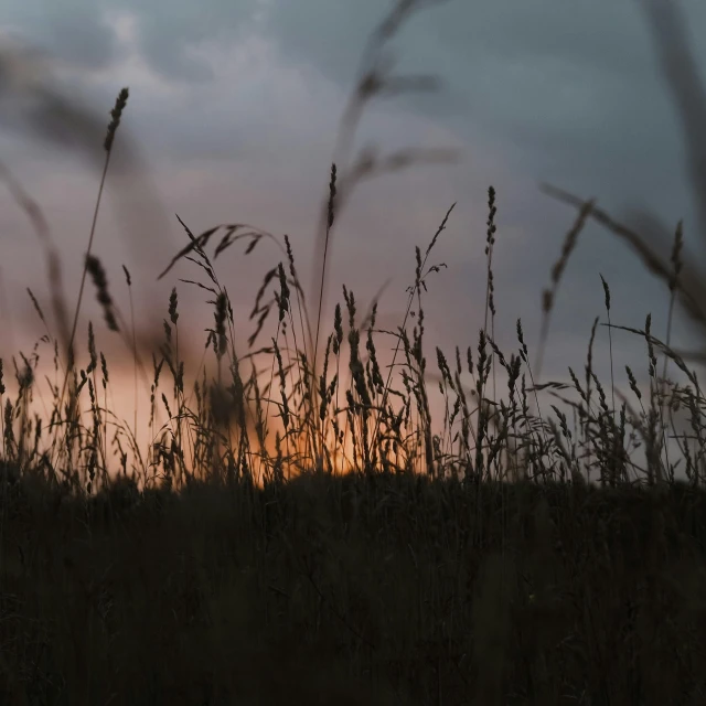 the sun setting behind some tall grass