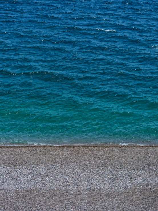 there is an animal that is walking on the beach