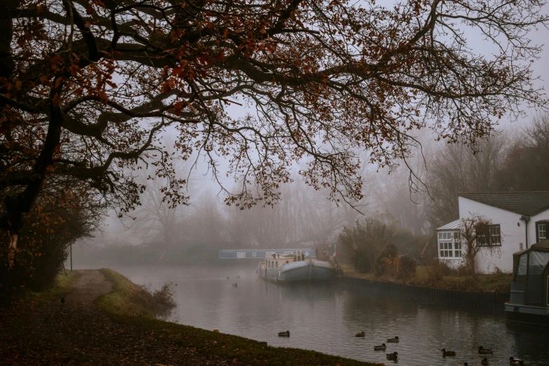 several ducks floating in the water on a foggy day