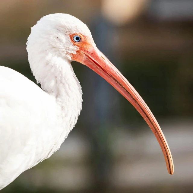 a close up view of a long beaked bird