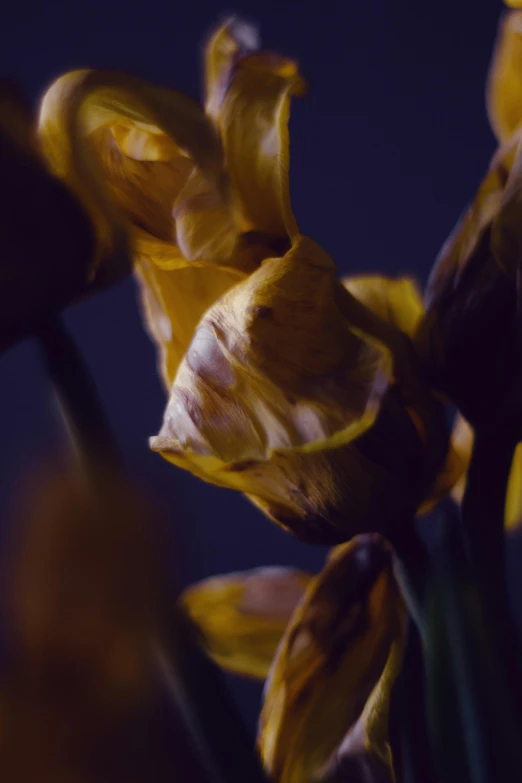 yellow flowers are growing up close with the dark background