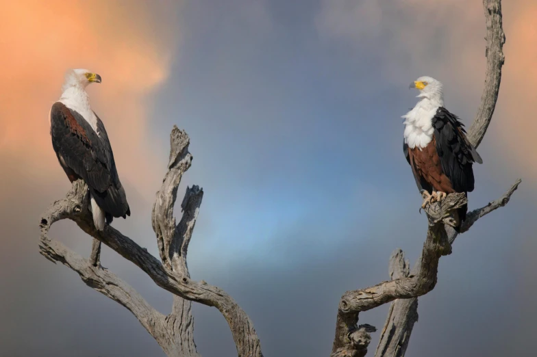 two eagles are perched on a dead tree limb