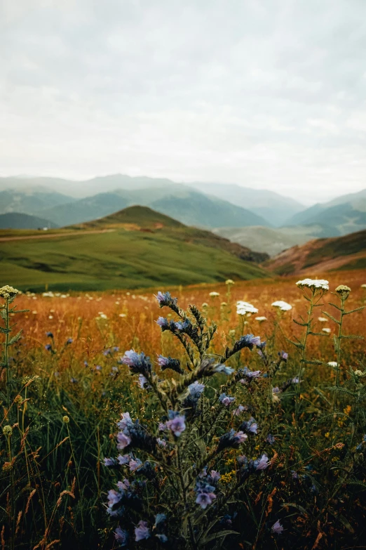 the mountain meadow is full of wildflowers and daisies