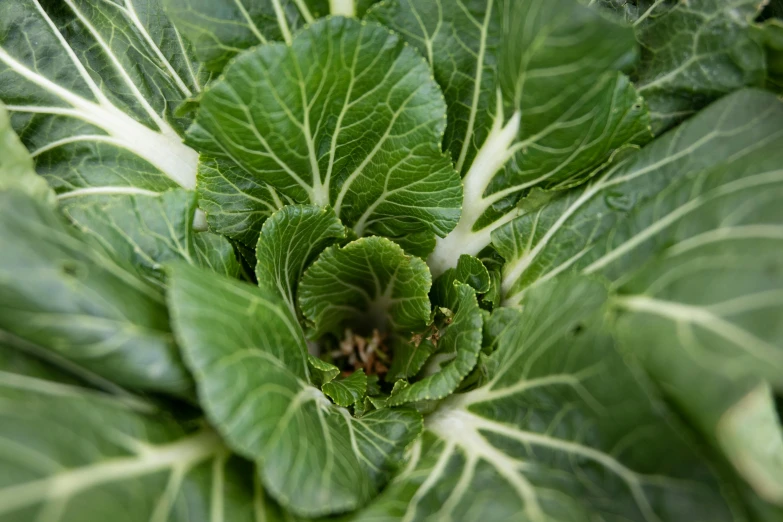 a close up view of a leafy green vegetable