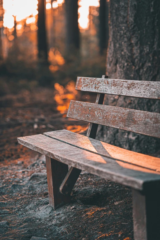 a wooden bench in the middle of the woods