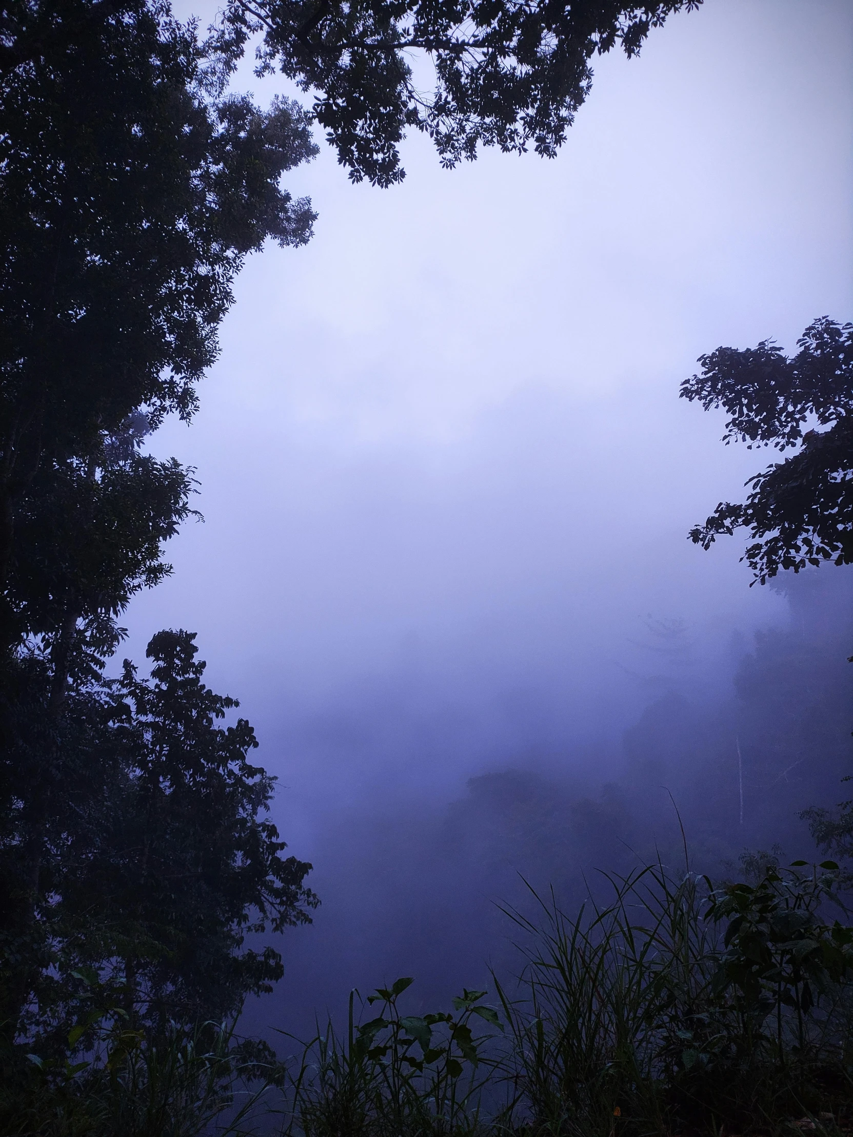 a view from between trees at a mountain