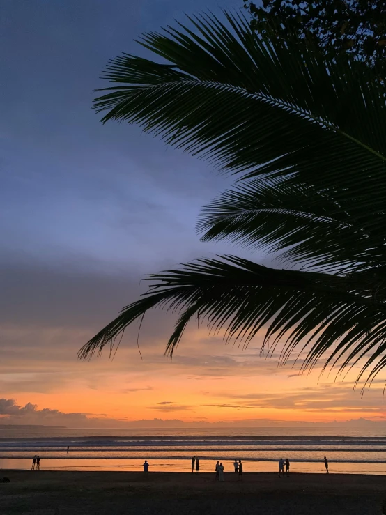 a palm leaf hangs over the beach at sunset