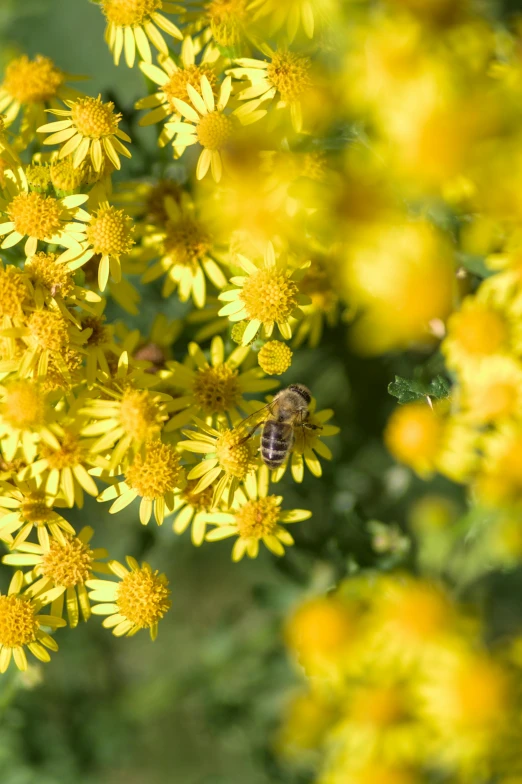 some yellow flowers and a bee on it