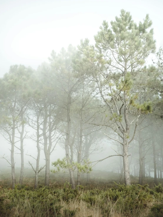 there are many trees in the fog near the ground