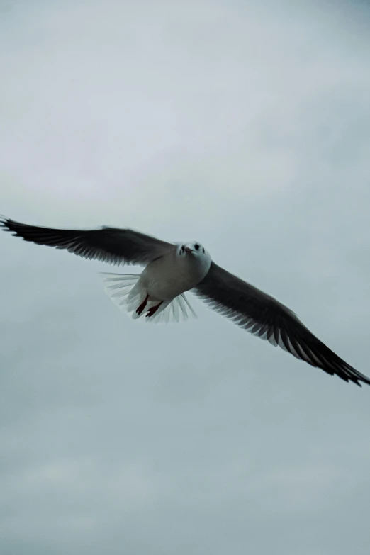 a seagull soaring through the air on a gray day