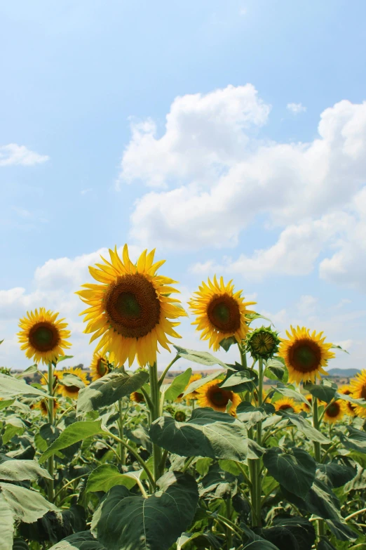 four sunflowers in a large field with a blue sky