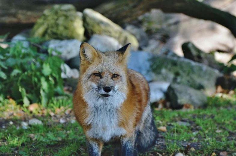 a fox standing in a grass field on a sunny day