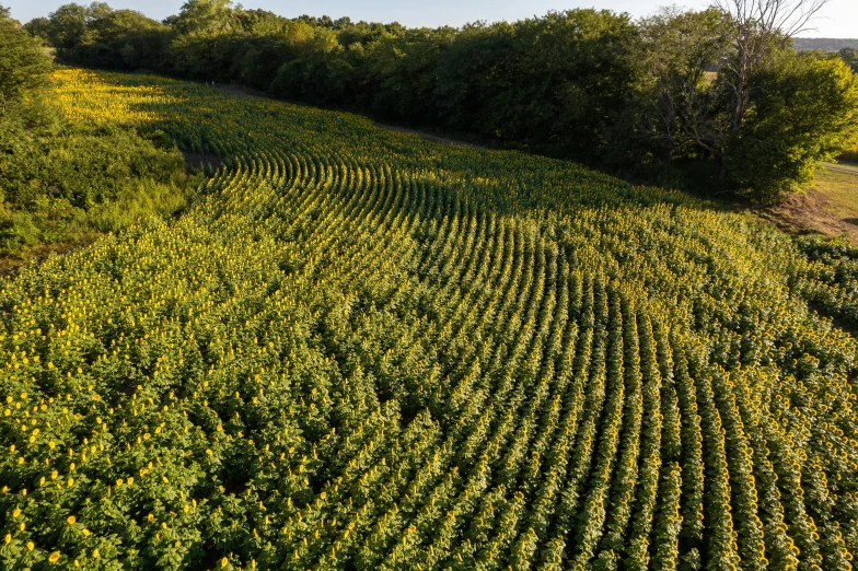 an aerial view of a tree covered field