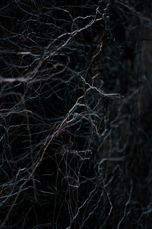 a white frisbee floating in a dark forest