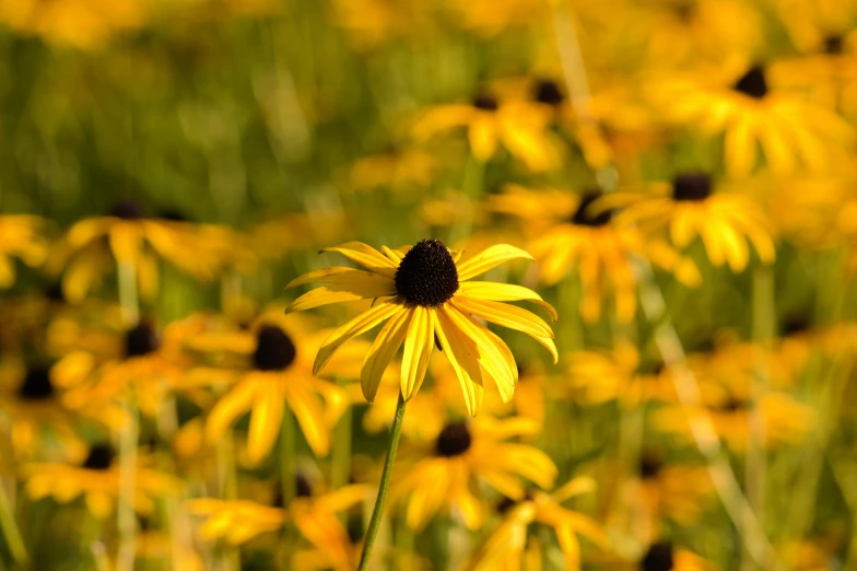 many yellow flowers in the green grass