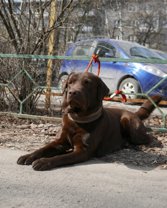 a dog that is laying down in the dirt