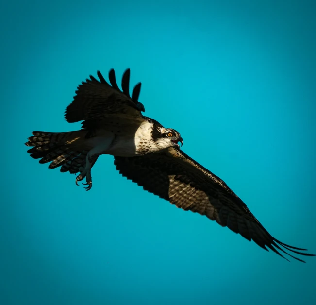 an ostrich flying through the sky with its catch in its beak