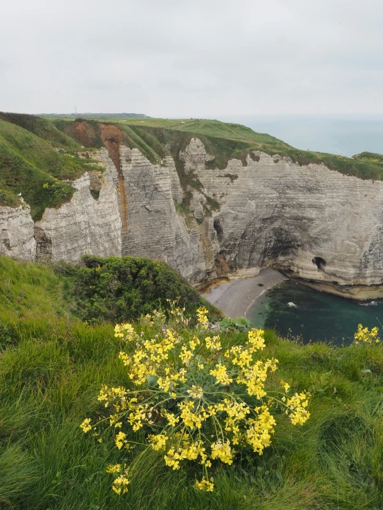 a field with yellow flowers near some cliffs