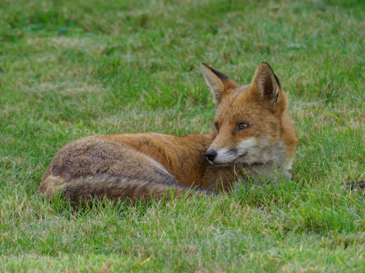 a fox is laying in the grass and staring straight ahead