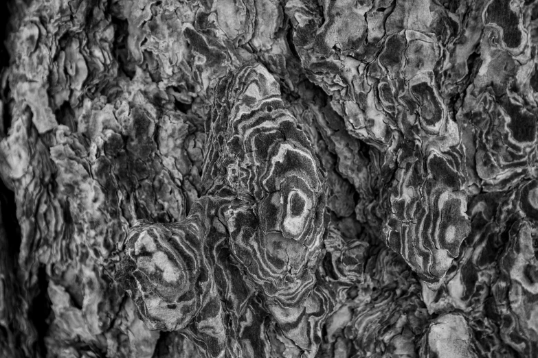 an abstract image of various tree bark