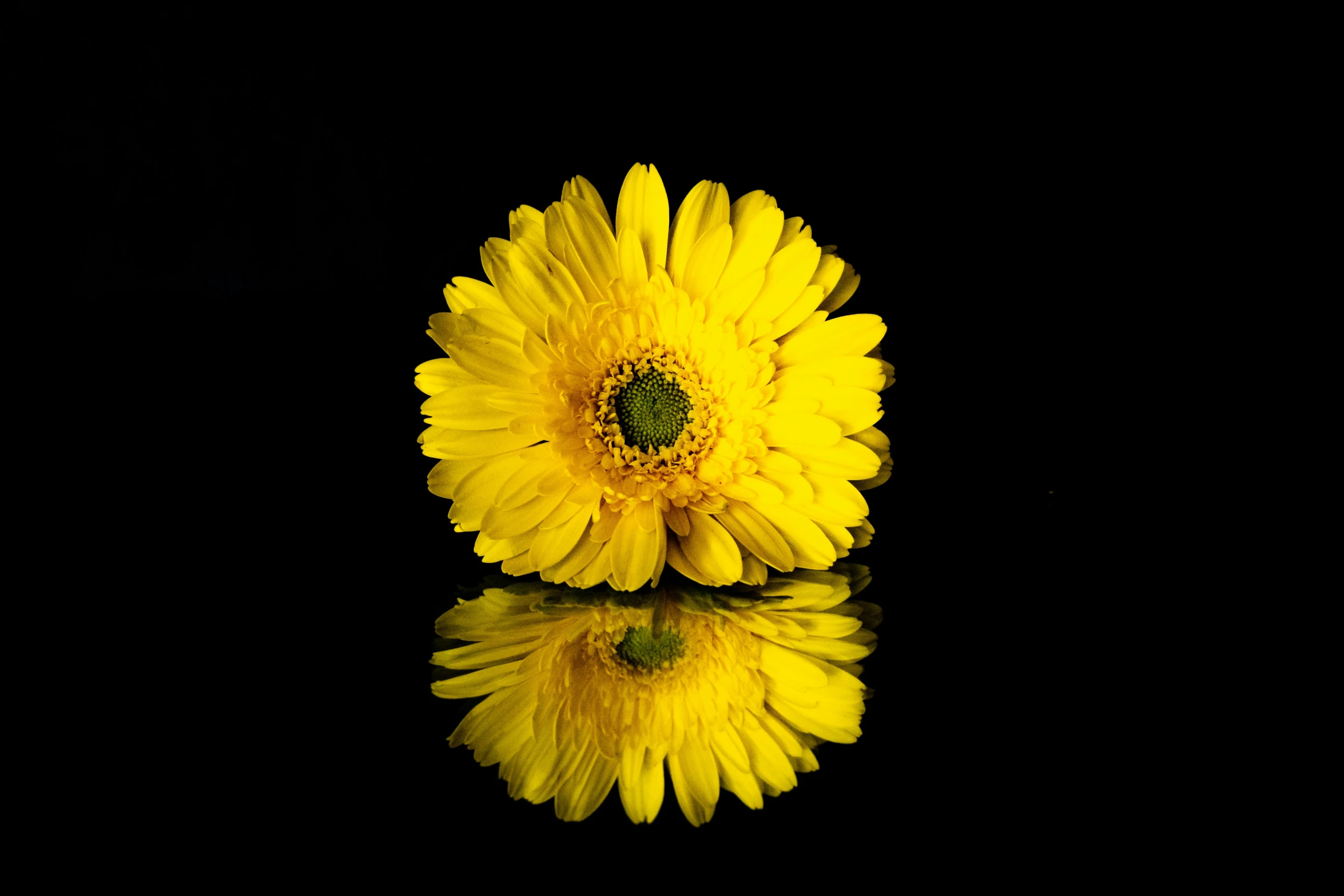 a yellow flower sits on top of water