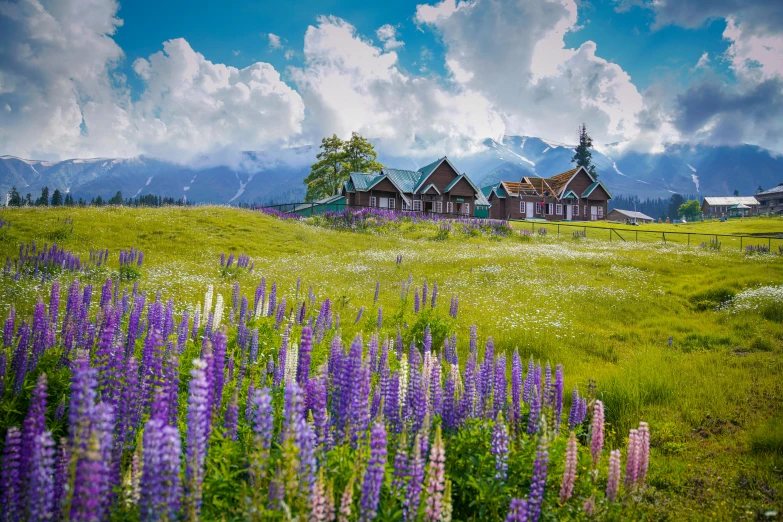 the field of flowers is in front of the beautiful houses