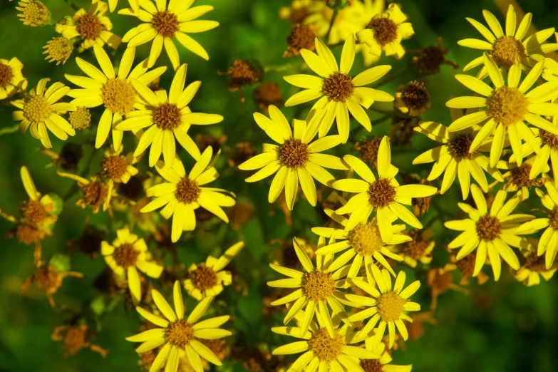 several yellow flowers blooming on a sunny day