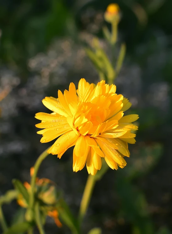 a yellow flower sits on a leafy green stalk