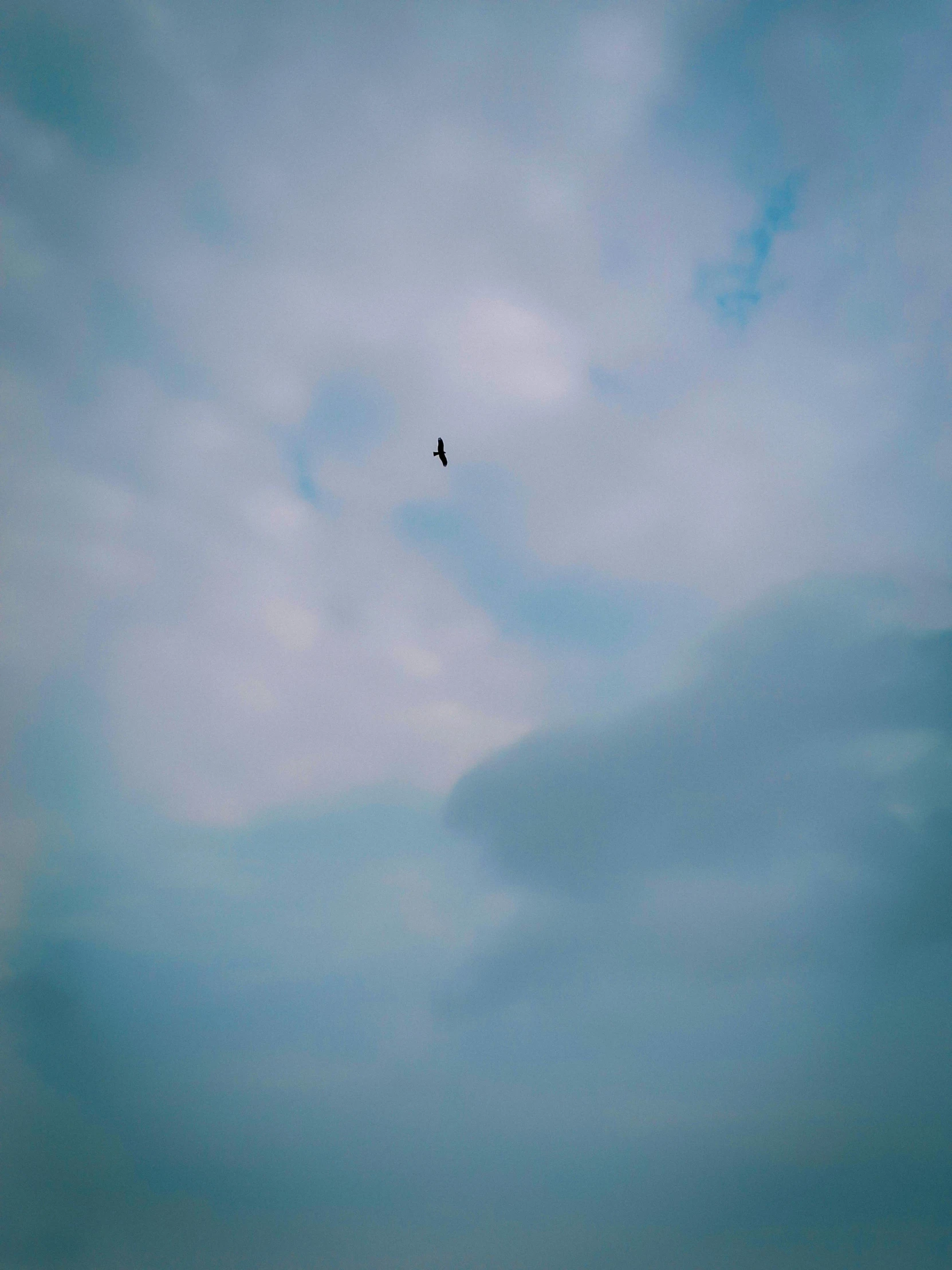 a bird flying on a cloudy day in a cloudy sky