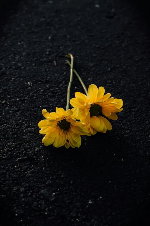 flowers sitting in the middle of a road