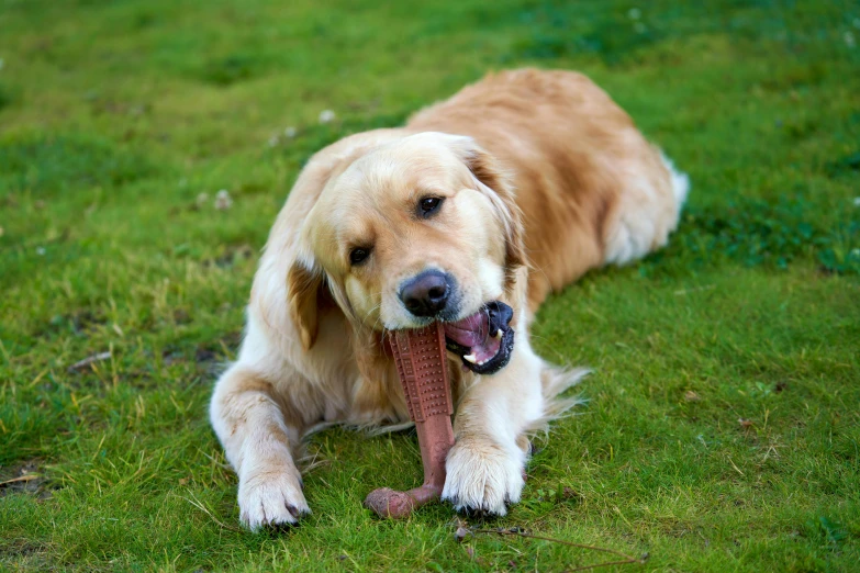 a large dog on some green grass chewing a big bone