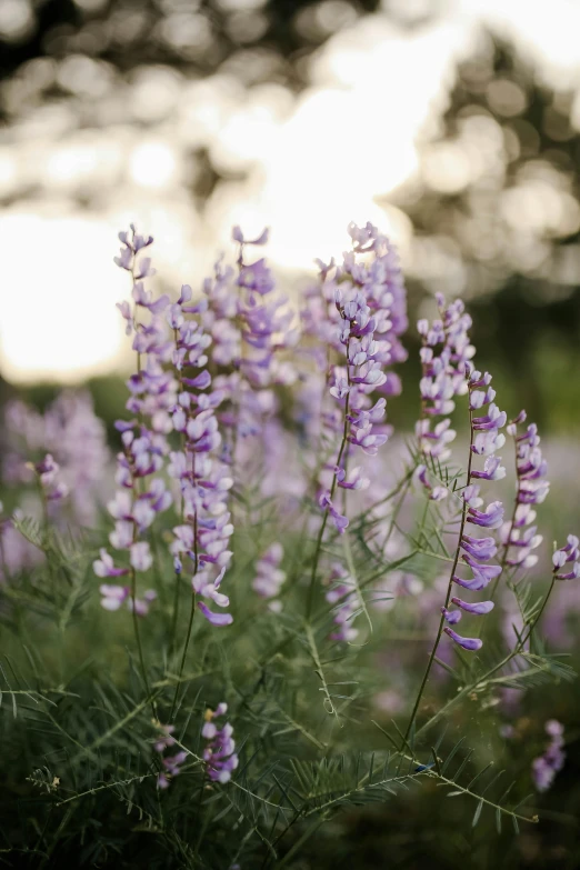 lavender flowers blooming all over a field