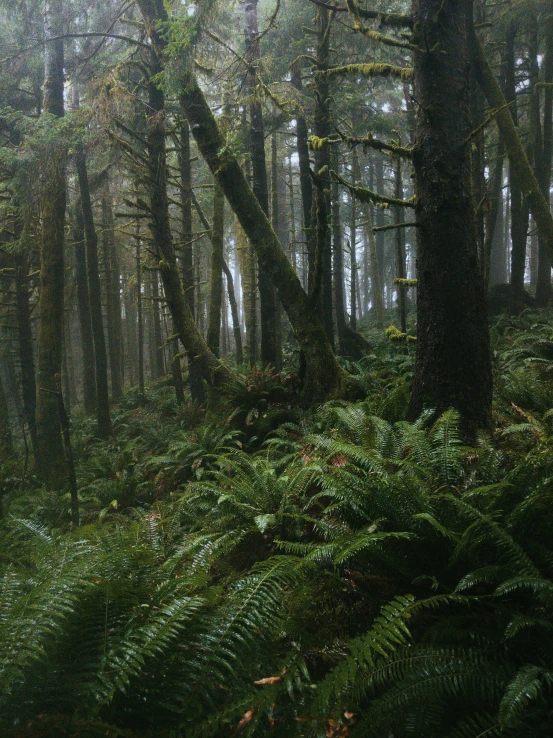 a thick forest filled with trees and plants