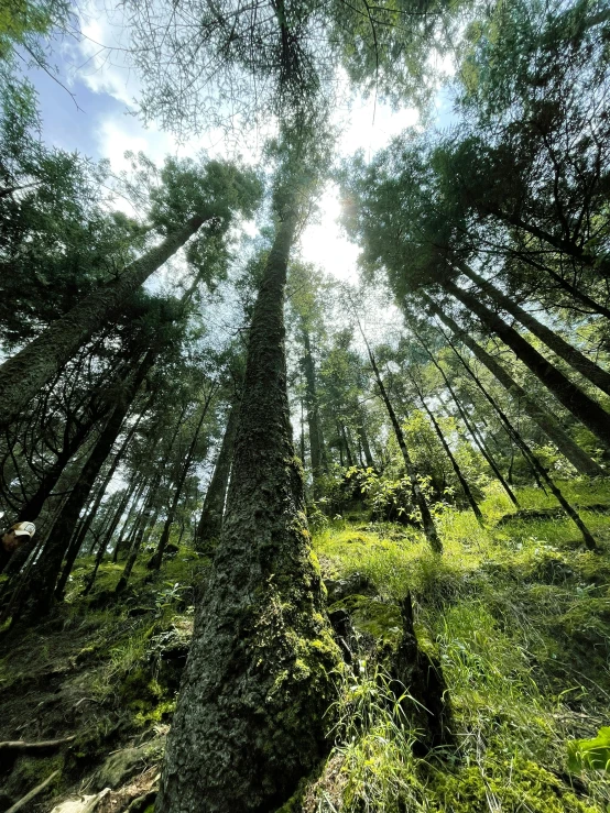 the sun shines through some trees in the forest