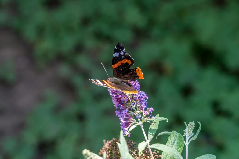 a erfly resting on purple flowers outside