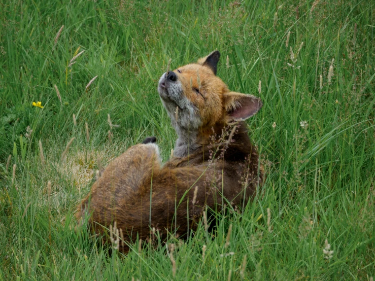 two baby bears playing and cuddling in a field