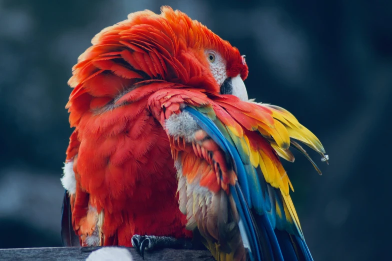 a colorful parrot sitting on top of a wooden block