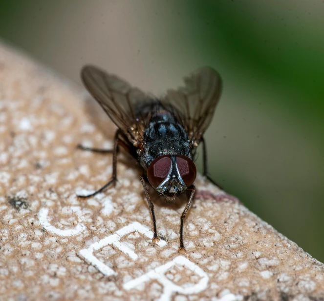 a close up of a fly on the surface of a stone