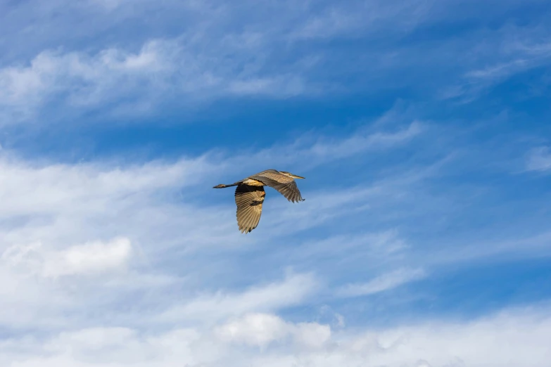 an image of a bird flying high in the sky