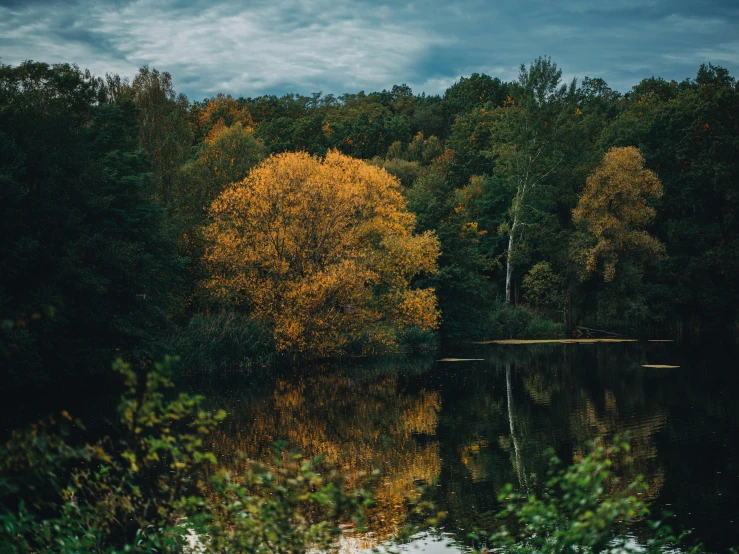 a large leafless tree next to the water