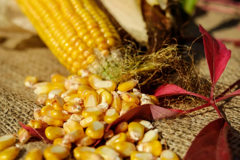 a corn cob and dry flowers on a sack